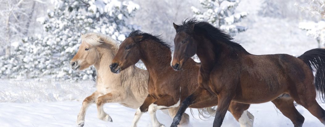 winter-horses.jpg